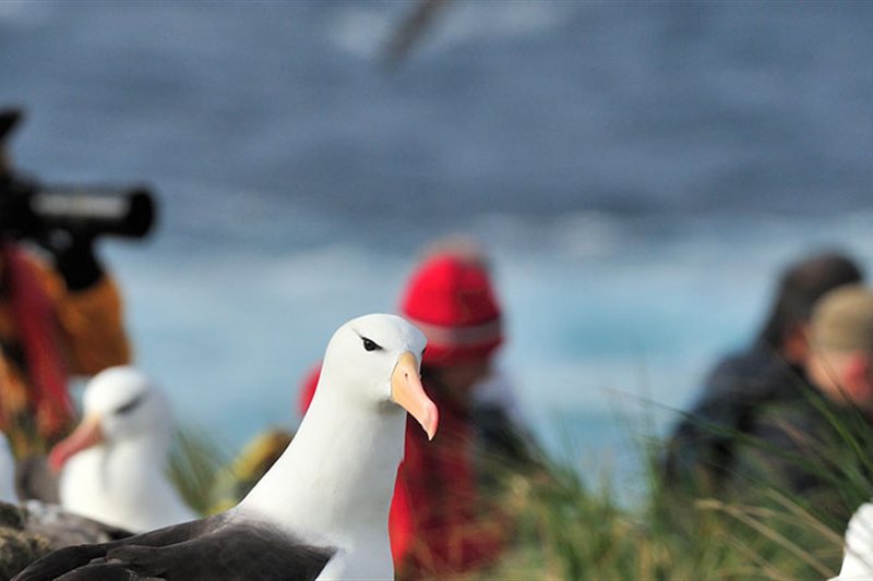 Islas Malvinas, Georgias del Sur & Antártica - Observación de Aves salida 22/11/2027