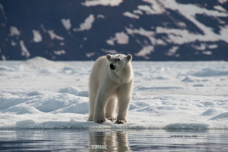 Exploración a Spitsbergen Norte - Entrando en El Hielo Compacto - Especial Osos Polares salida 09/06/2027