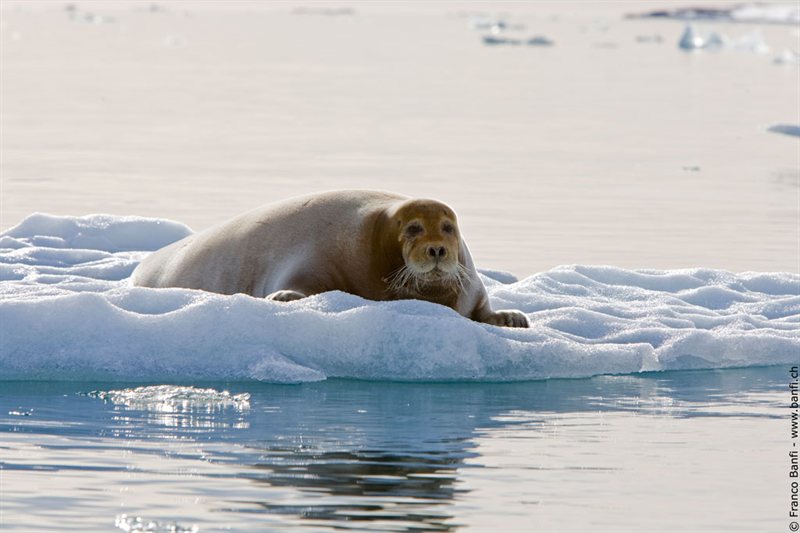 Una Muestra del Norte de Spitsbergen: Una Compacta Aventura Ártica salida 05/07/2027