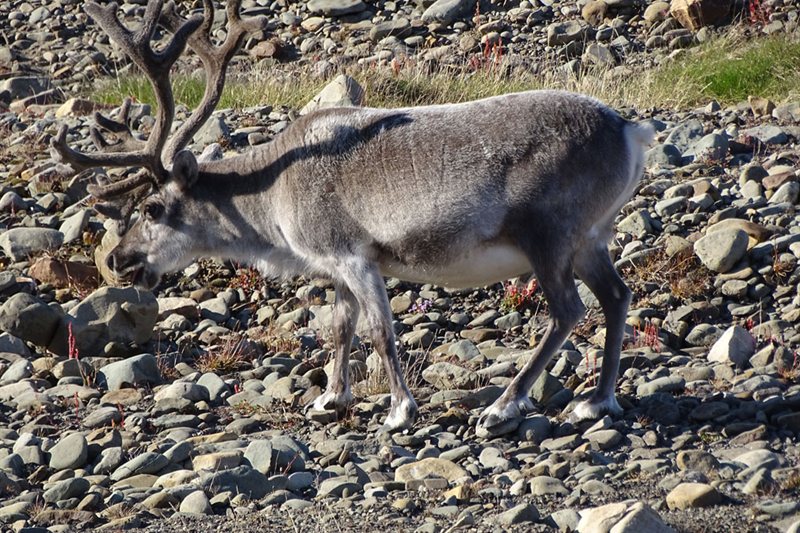 Vlissingen - Aberdeen salida 10/06/2026