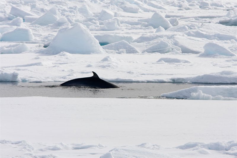 Spitsbergen, Noreste de Groenlandia y Scoresby Sund, Incluidas Largas Caminatas salida 20/08/2027