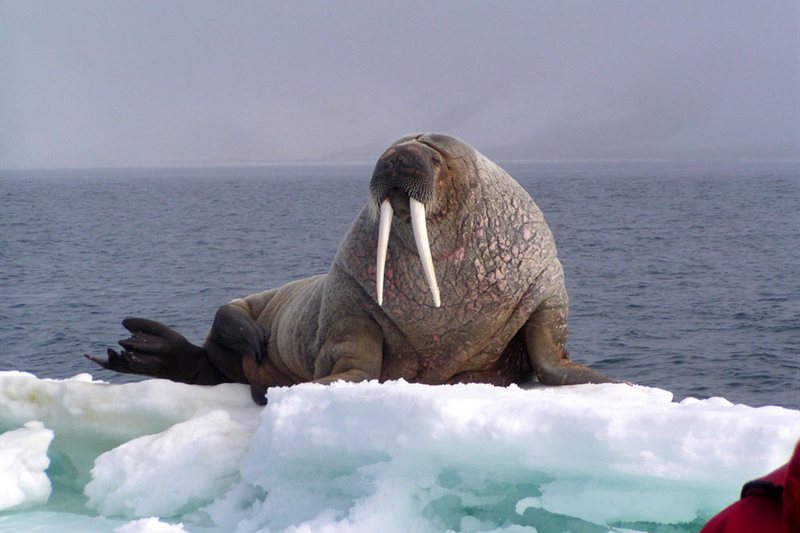Norte de Spitsbergen, Verano Ártico salida 05/07/2026