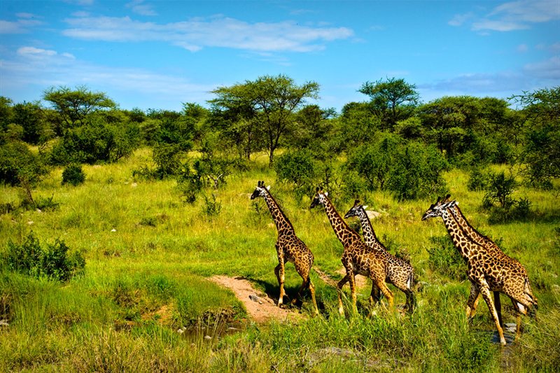 Viajar por Perlas de Sudáfrica con Safari en Kruger