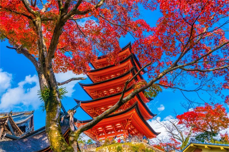 Viajar por Luces de Corea y Contrastes de Japón