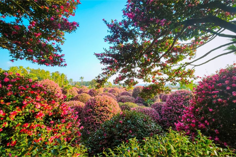 Viajar por Esencias de Corea e Isla de Jeju