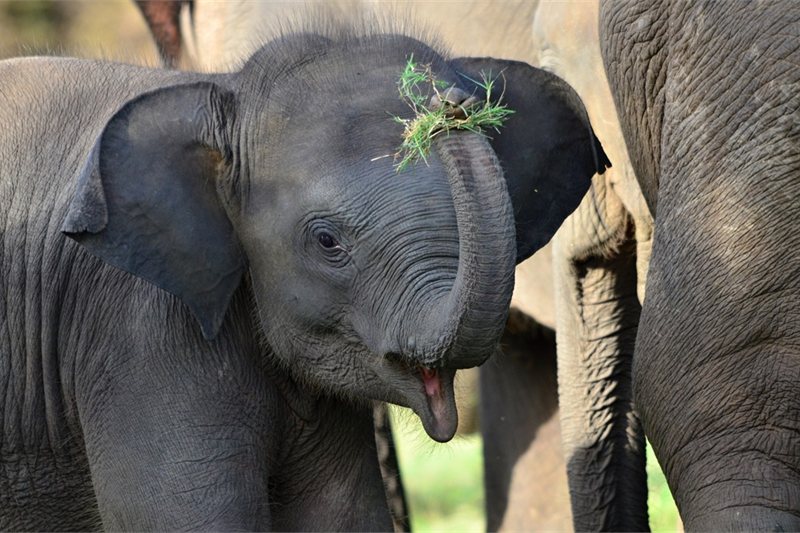 Viajar por Sri Lanka con mil experiencias