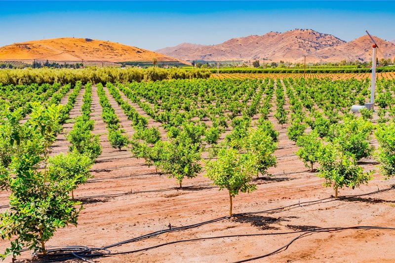 Viajar por Los Ángeles, Yosemite y Gran Sequoia