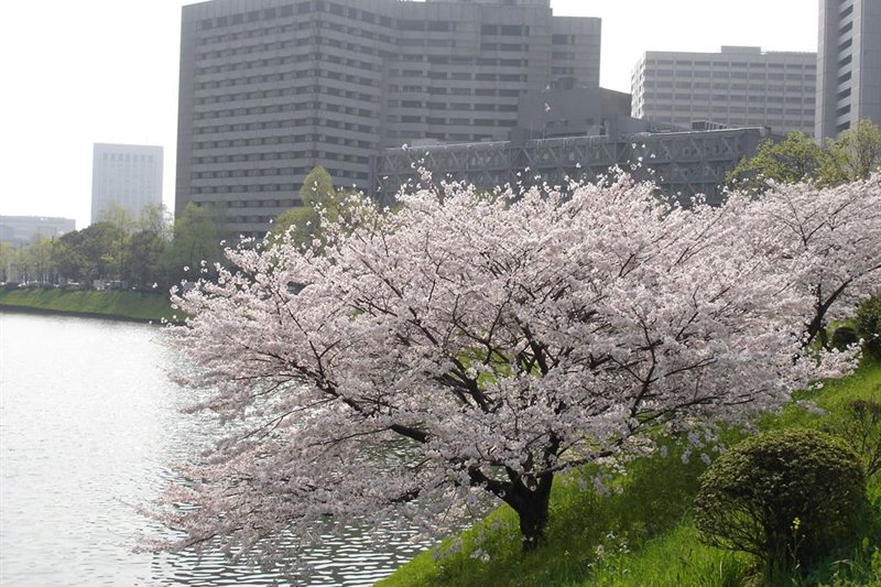 Viajar por Sueños de Sakura - Fin Sapporo